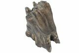 Fossil Woolly Rhino (Coelodonta) Tooth - Siberia #210656-3